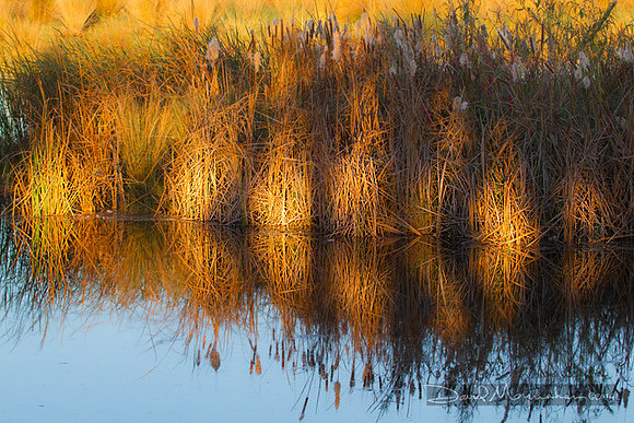 Cattail Lightplay
