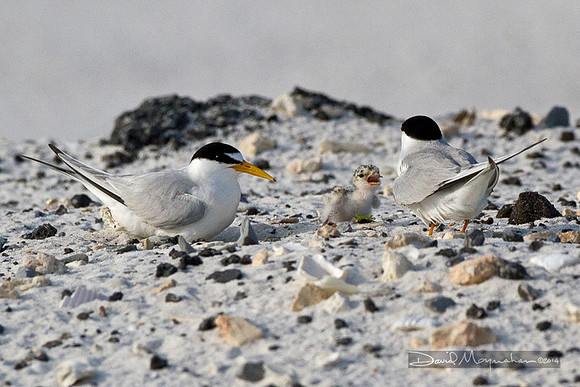 Tern Family