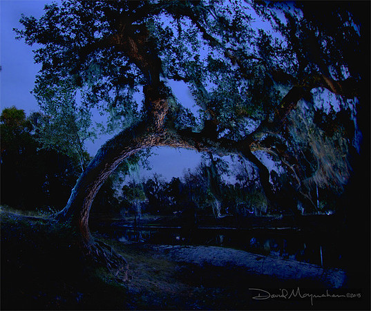 NightOak_2797-poem-blog