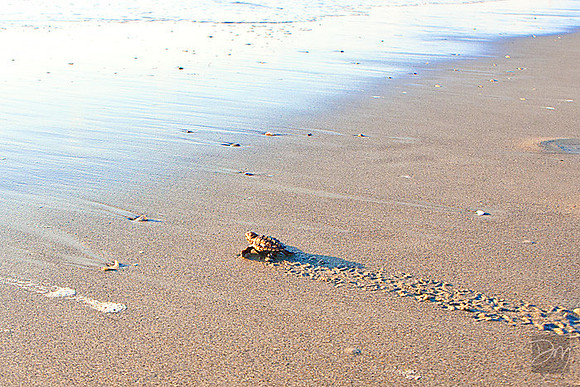 Hatchling_Reach_Water_1793-lg