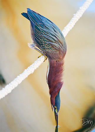 Green Heron Strike II