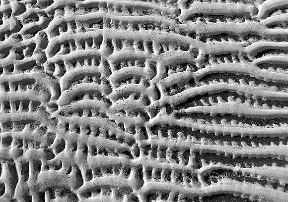 Sand Lace 2