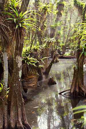Wading into Swamp