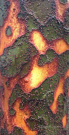 Map of a Tree