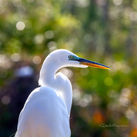 Great Egret Back Light