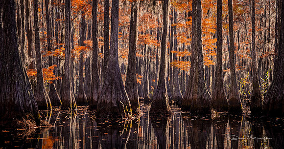 Fire Swamp