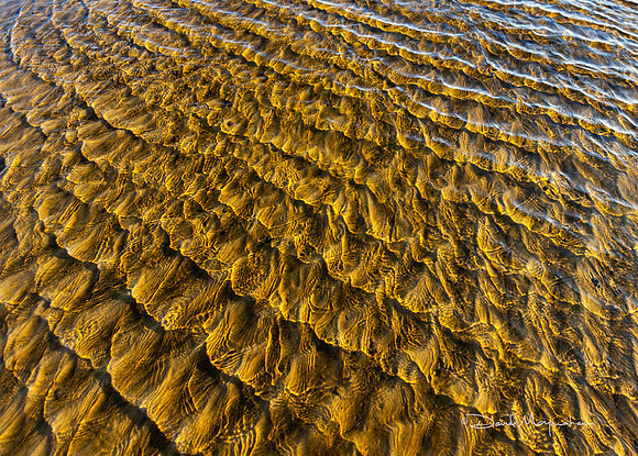 Amber Waves