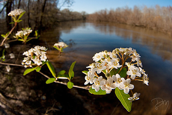 Viburnum