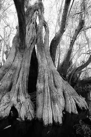 Braided_Cypress_B&W