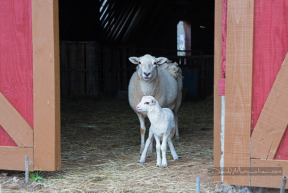 Farm-5648