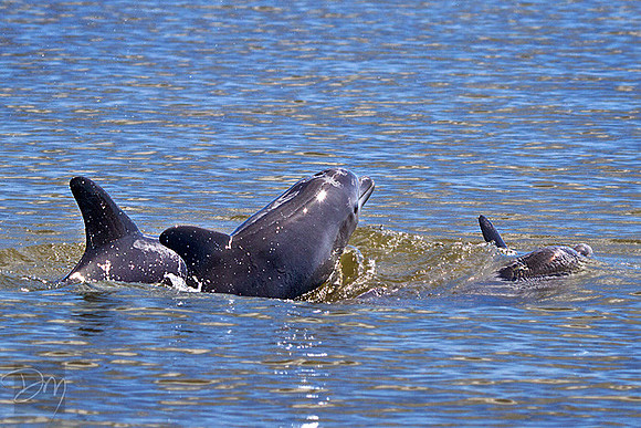 Dolphin_Family