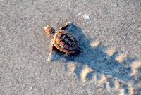 Turtle Track