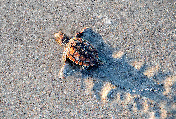 Turtle Track
