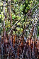 Red Mangrove Stilts