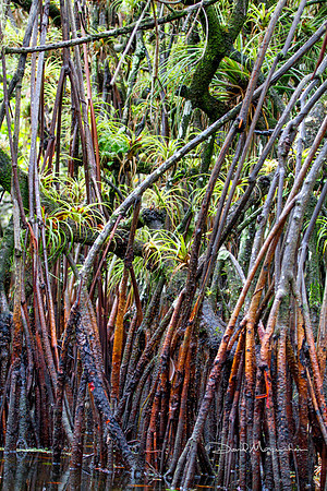 Red Mangrove Stilts