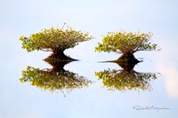 Twin Mangroves