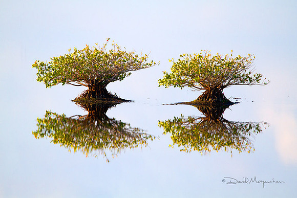 Twin Mangroves