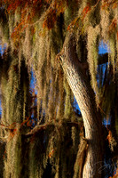 Fall Cypress & Moss