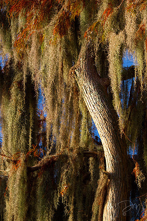 Fall Cypress & Moss