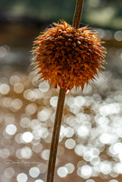 Pod in Specular Light