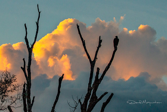 Dramatic Silhouette