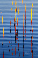 Sticks N Waves