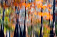 Fall Cypress Reflections