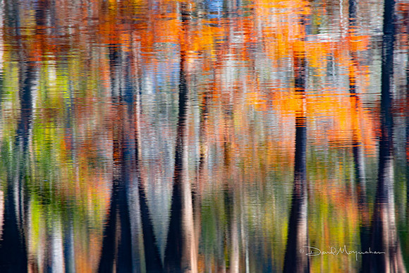 Fall Cypress Reflections