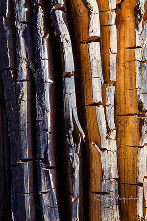 Dead Tree Art