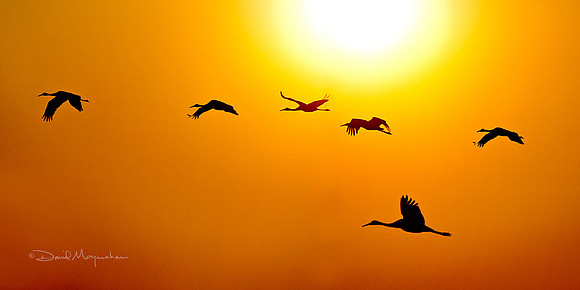Sandhill Sunrise 2