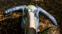 Pelican Stare