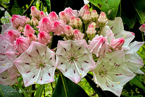 Mountain Laurel III
