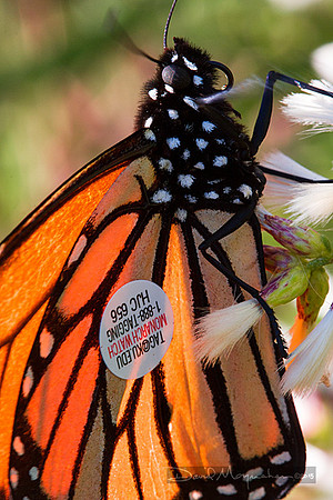Tagged Monarch
