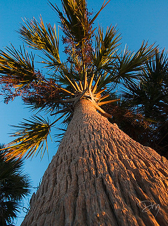 Palm Perspective