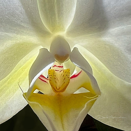Orchid Detail