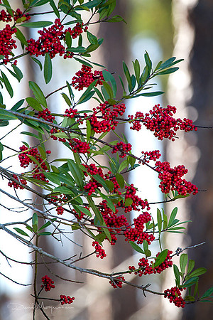Jolly Holly