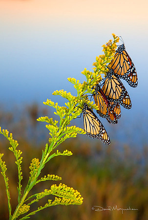 Bejeweled Goldenrod