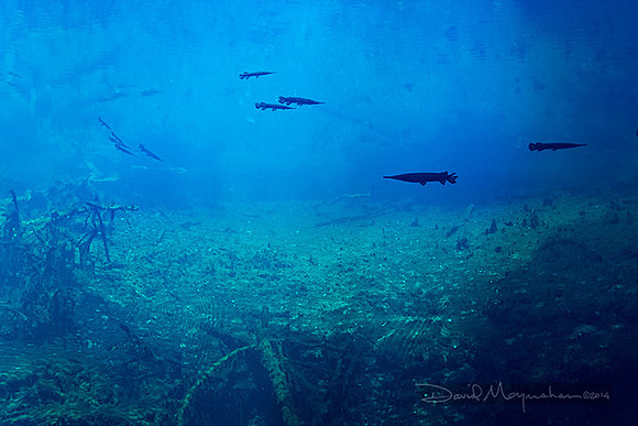 Spring_Denizens_of_the_Deep