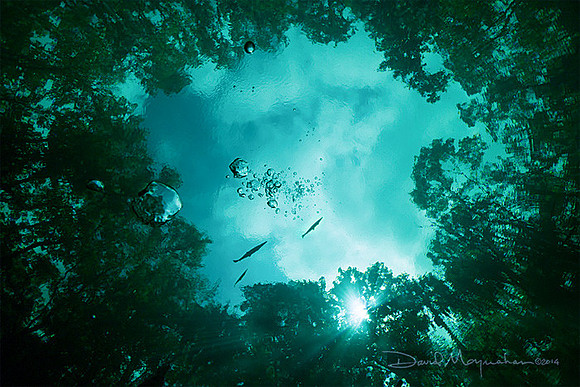 Flying_Fish