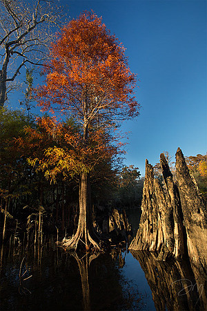 Holmes Cypress Color