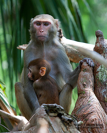 Mother & Child