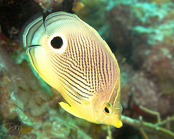 Four-eyed Butterflyfish