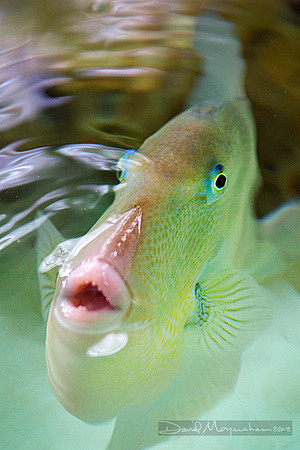 Triggerfish