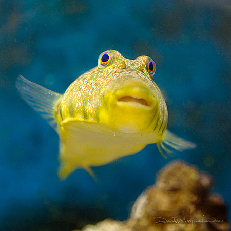 Puffer