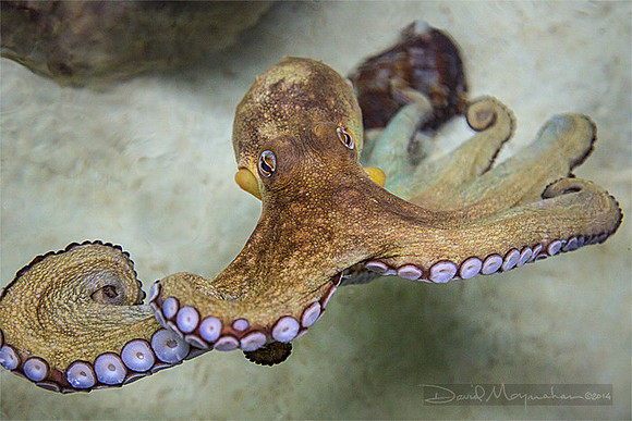 Octopus Aswim