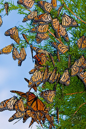 Monarch Migration