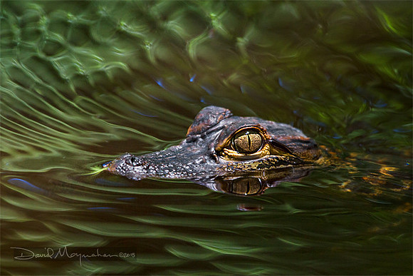 Young Denizen 2