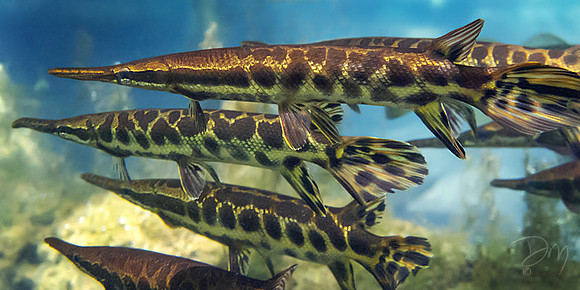 Florida Garfish