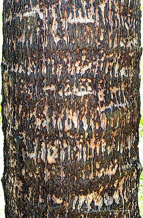 Palm Fireglyphs