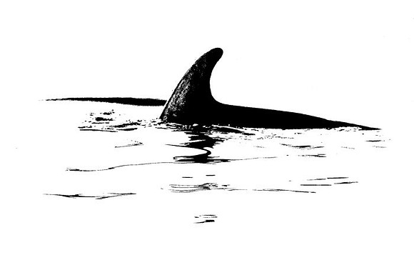 Oil Blot Dolphin
